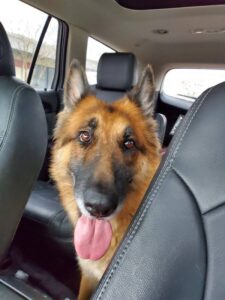https://petstablished-app-beta.s3.amazonaws.com/uploads/image/image/1578379/Charleston_6.jpg