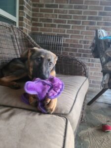 https://petstablished-app-beta.s3.amazonaws.com/uploads/image/image/1673643/D4C28D13-8CE2-4ADB-9ED3-2CB69CFFB784.jpeg