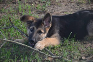 https://petstablished-app-beta.s3.amazonaws.com/uploads/image/image/1843618/DSC_0907.JPG