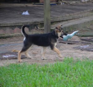 https://petstablished-app-beta.s3.amazonaws.com/uploads/image/image/1843620/DSC_0913__2_.JPG