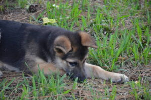 https://petstablished-app-beta.s3.amazonaws.com/uploads/image/image/1843621/DSC_0916.JPG