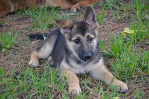 https://petstablished-app-beta.s3.amazonaws.com/uploads/image/image/1843624/DSC_0922.JPG
