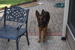 https://petstablished-app-beta.s3.amazonaws.com/uploads/image/image/1863671/DSC_1741.jpeg