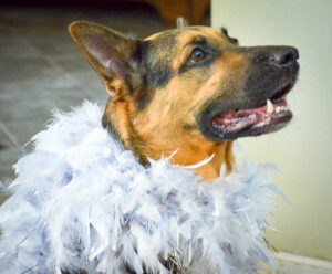 https://petstablished-app-beta.s3.amazonaws.com/uploads/image/image/2653690/DSC_3431__2_-2.jpg