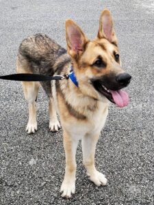 https://petstablished-app-beta.s3.amazonaws.com/uploads/image/image/1799648/Dexter.jpg
