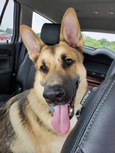 https://petstablished-app-beta.s3.amazonaws.com/uploads/image/image/1799646/Dexter_1.jpg