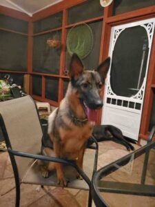 https://petstablished-app-beta.s3.amazonaws.com/uploads/image/image/1404222/Diego.jpg