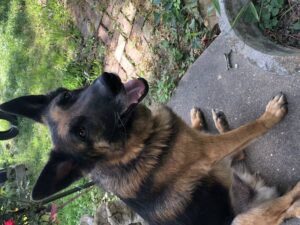 https://petstablished-app-beta.s3.amazonaws.com/uploads/image/image/2521065/E103B70B-D23B-461D-8CBC-E85A7C5F8B5E.jpeg
