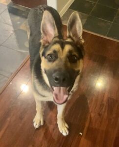 https://petstablished-app-beta.s3.amazonaws.com/uploads/image/image/1915124/E1094C80-50EE-4C38-80B3-4ED5DDB2756D.jpeg