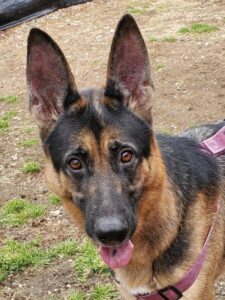 https://petstablished-app-beta.s3.amazonaws.com/uploads/image/image/1634558/Ellsa_2.jpg