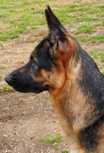 https://petstablished-app-beta.s3.amazonaws.com/uploads/image/image/1634560/Ellsa_3.jpg