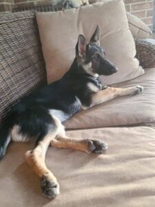 https://petstablished-app-beta.s3.amazonaws.com/uploads/image/image/2037711/FB_IMG_1631031238582.jpg
