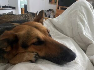 https://petstablished-app-beta.s3.amazonaws.com/uploads/image/image/2220876/GSD_Luna_Bella_2.jpg