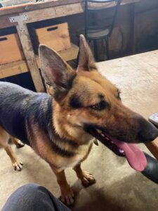 https://petstablished-app-beta.s3.amazonaws.com/uploads/image/image/2220879/GSD_Luna_Bella_5.jpg