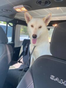 https://petstablished-app-beta.s3.amazonaws.com/uploads/image/image/2020324/GSD_Pecos_2.jpg