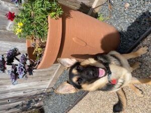 https://petstablished-app-beta.s3.amazonaws.com/uploads/image/image/2441023/IMG_1502.jpg