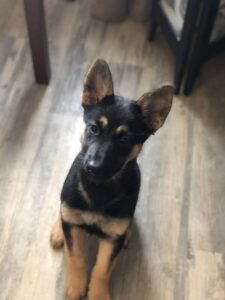 https://petstablished-app-beta.s3.amazonaws.com/uploads/image/image/1678668/IMG_1643.jpg