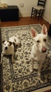 https://petstablished-app-beta.s3.amazonaws.com/uploads/image/image/1726613/IMG_20201101_190551_01.jpg