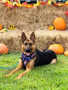 https://petstablished-app-beta.s3.amazonaws.com/uploads/image/image/2122059/IMG_20211024_105032.jpg