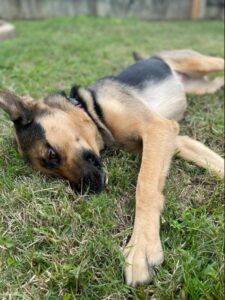 https://petstablished-app-beta.s3.amazonaws.com/uploads/image/image/2243975/IMG_20211228_095845.jpg