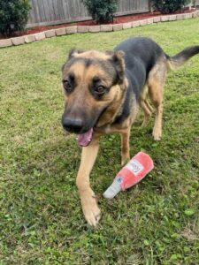 https://petstablished-app-beta.s3.amazonaws.com/uploads/image/image/2243978/IMG_20211228_095906.jpg