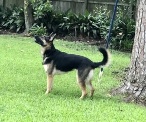 https://petstablished-app-beta.s3.amazonaws.com/uploads/image/image/1959222/IMG_5340.jpg