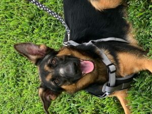 https://petstablished-app-beta.s3.amazonaws.com/uploads/image/image/2110235/IMG_5535.jpg