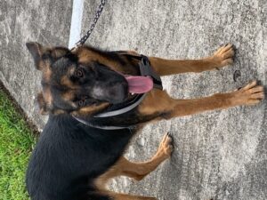https://petstablished-app-beta.s3.amazonaws.com/uploads/image/image/2110237/IMG_5542.jpg