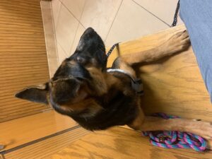 https://petstablished-app-beta.s3.amazonaws.com/uploads/image/image/2110239/IMG_5565.jpg