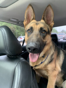 https://petstablished-app-beta.s3.amazonaws.com/uploads/image/image/1686794/IMG_7170.HEIC