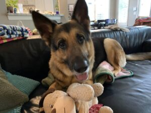 https://petstablished-app-beta.s3.amazonaws.com/uploads/image/image/1788211/IMG_7661.jpeg