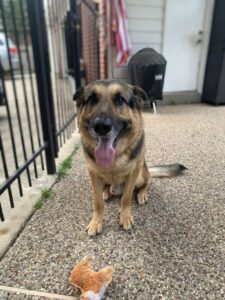 https://petstablished-app-beta.s3.amazonaws.com/uploads/image/image/1788212/IMG_7689.jpeg
