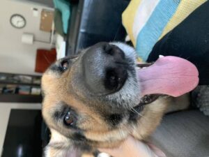 https://petstablished-app-beta.s3.amazonaws.com/uploads/image/image/1788213/IMG_7691.jpeg