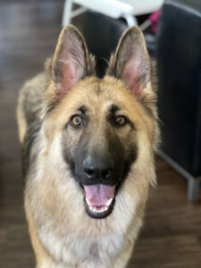 https://petstablished-app-beta.s3.amazonaws.com/uploads/image/image/1876081/IMG_7991.heic
