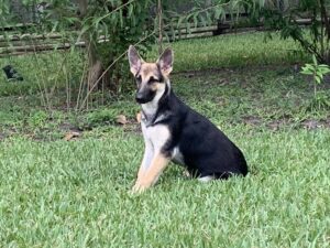 https://petstablished-app-beta.s3.amazonaws.com/uploads/image/image/2060566/IMG_9148.jpg