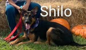 https://petstablished-app-beta.s3.amazonaws.com/uploads/image/image/2122950/IMG_9310_3.jpeg