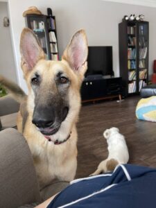 https://petstablished-app-beta.s3.amazonaws.com/uploads/image/image/2100414/IMG_9806.jpg