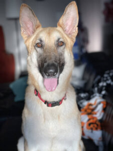 https://petstablished-app-beta.s3.amazonaws.com/uploads/image/image/2113758/IMG_9868.heic