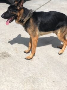 https://petstablished-app-beta.s3.amazonaws.com/uploads/image/image/1337899/Jarvis.jpg