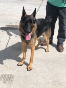 https://petstablished-app-beta.s3.amazonaws.com/uploads/image/image/1337896/Jarvis_1.jpg