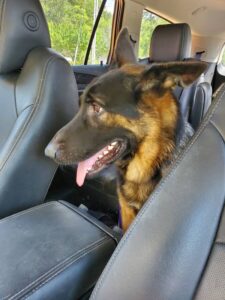 https://petstablished-app-beta.s3.amazonaws.com/uploads/image/image/1337900/Jarvis_4.jpg