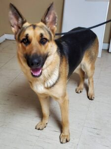 https://petstablished-app-beta.s3.amazonaws.com/uploads/image/image/1655112/Kane_4.jpg
