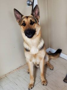 https://petstablished-app-beta.s3.amazonaws.com/uploads/image/image/1655113/Kane_5.jpg