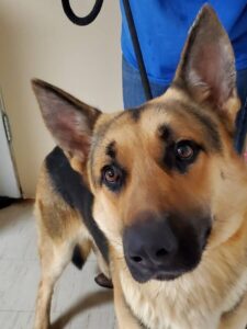 https://petstablished-app-beta.s3.amazonaws.com/uploads/image/image/1655114/Kane_6.jpg