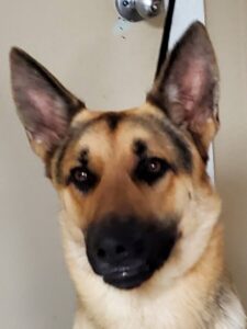 https://petstablished-app-beta.s3.amazonaws.com/uploads/image/image/1655115/Kane_7.jpg
