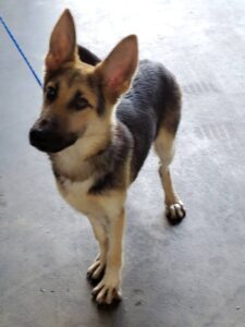 https://petstablished-app-beta.s3.amazonaws.com/uploads/image/image/1852869/Kitana.jpg