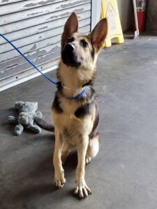 https://petstablished-app-beta.s3.amazonaws.com/uploads/image/image/1852864/Kitana_2.jpg
