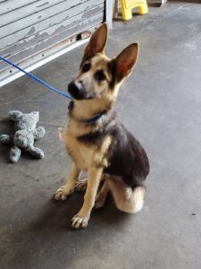 https://petstablished-app-beta.s3.amazonaws.com/uploads/image/image/1852865/Kitana_3.jpg