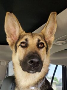 https://petstablished-app-beta.s3.amazonaws.com/uploads/image/image/1852866/Kitana_4.jpg