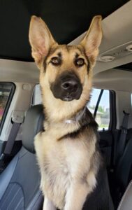 https://petstablished-app-beta.s3.amazonaws.com/uploads/image/image/1852867/Kitana_5.jpg
